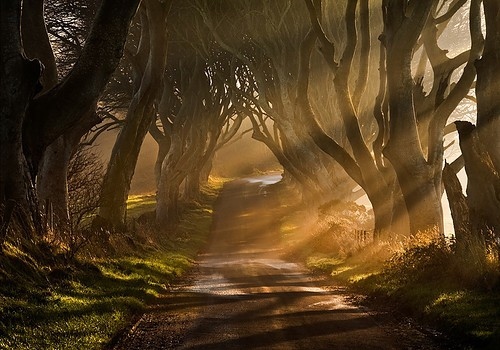 a-path-fog-forest-green-landscape-light-